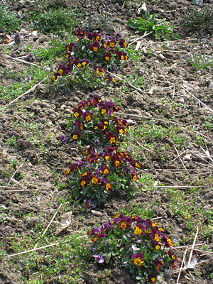 pansy unmulched